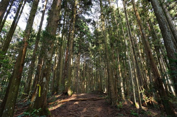 新竹 尖石 高台山、島田山2327043