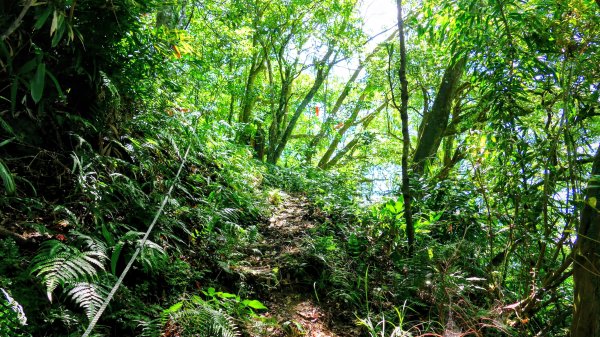 黃櫸皮寮山2898298