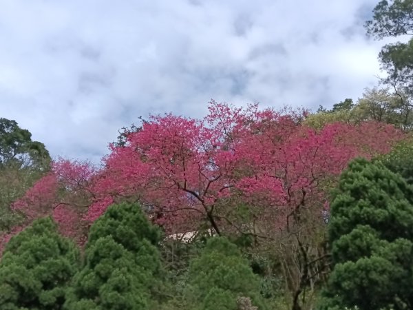 汐止區大尖山櫻花+秀峰瀑布O型