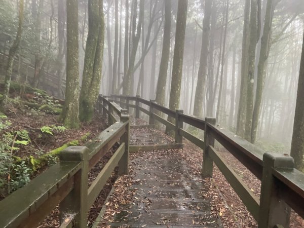 檜山巨木森林步道2224130