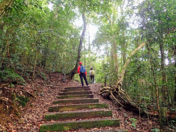 再度開放的藤枝森林遊樂區正夯, 順登小百岳藤枝山