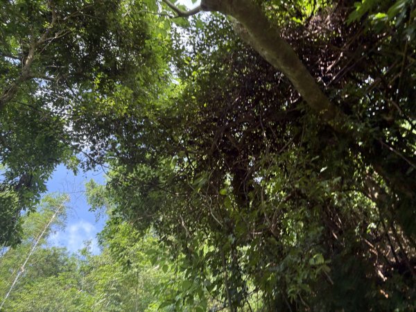 20251010南化龍麟山步道2914992