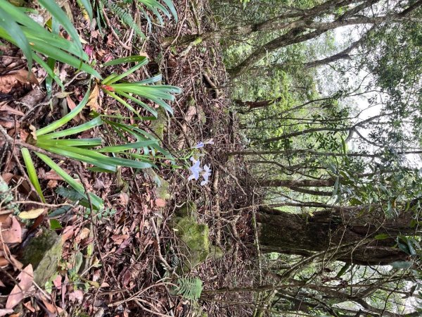 20250503_李棟山步道（新竹小百岳）2855846