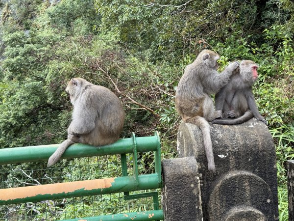 登仙橋賞猴2704798