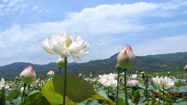 蝶戀花?! 花蝶戀?!1410554