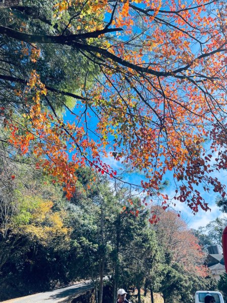 20241230 大雪山神木步道2745378