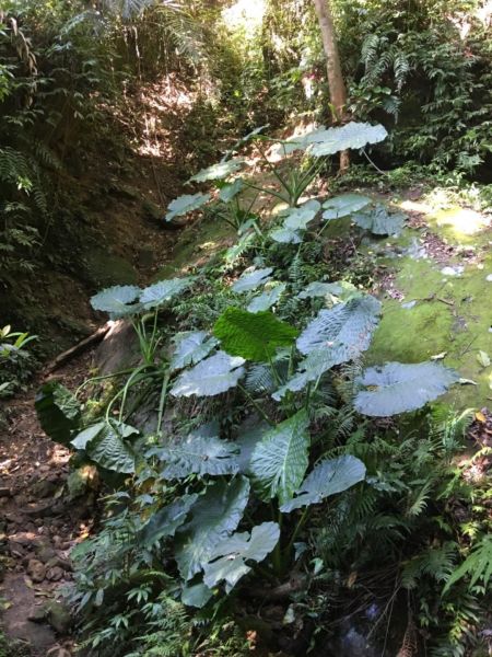 右去左回-石牛山300109