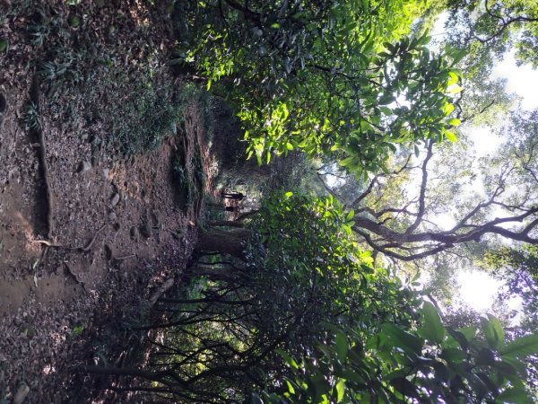 桃園羊稠森林，虎頭山，福山巖，石門山步道3128069