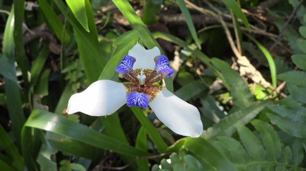2025桐花大爆發，台灣最大的賞桐花景點，土城桐花公園、天上山及火焰山的桐花大爆發2776457