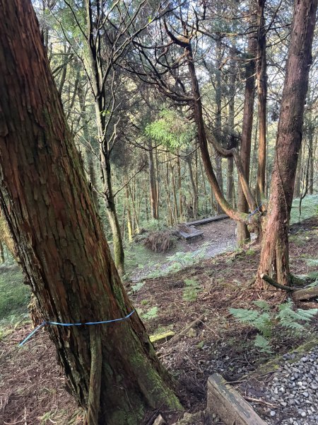 20251225塔山步道(大塔山)2970296