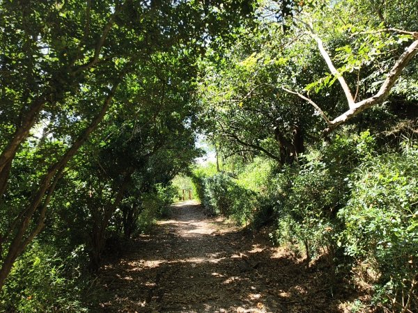 [漫遊縱谷 愛在花東-01/10] 2025_1011 大武觀海步道2912908