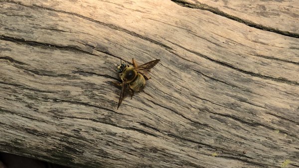 台中大坑頭嵙山（大冠鷲／木蜂／五色鳥／血藤花／鳳凰花）2756691