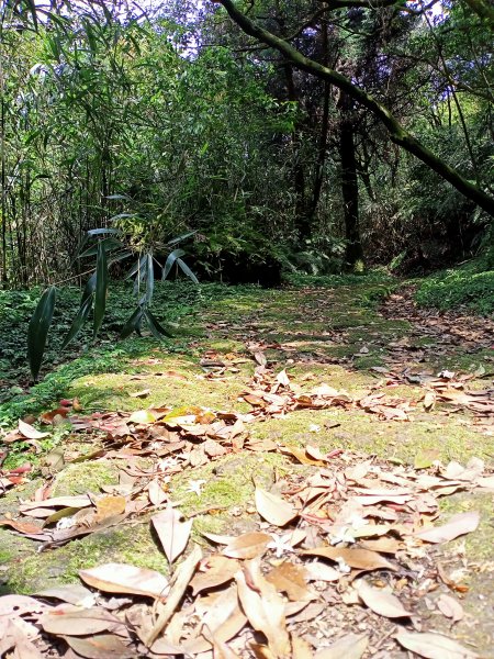 環七星山人車分道、百拉卡公路人車分道【走遍陽明山】2107395