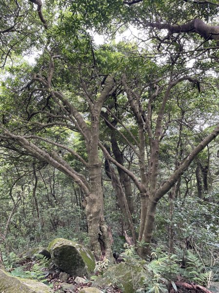 小觀音山西峰2488980