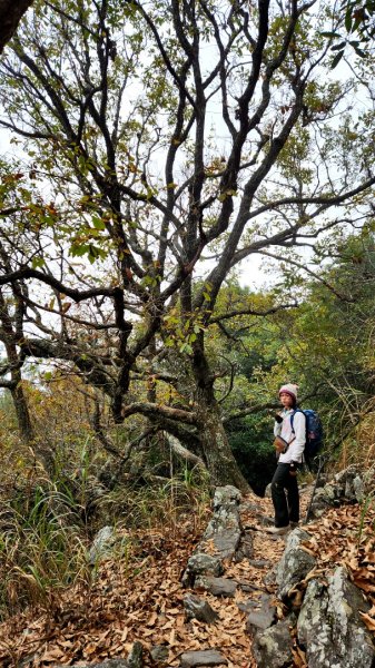 波津加山，太平蝙蝠洞延伸步道，福田賞桐生態步道，美崙山步道，台東鯉魚山2005047