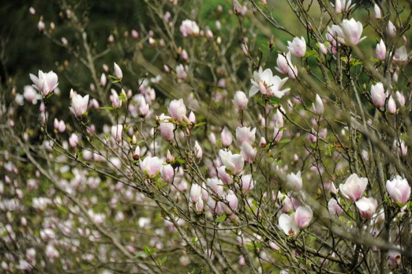 【新北市】楓樹湖古道 木蓮花