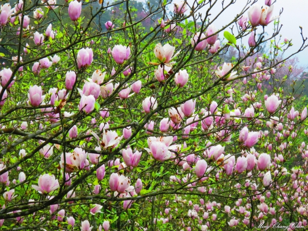 20150307~楓樹湖木蓮花~天元宮還沒開的櫻花15144