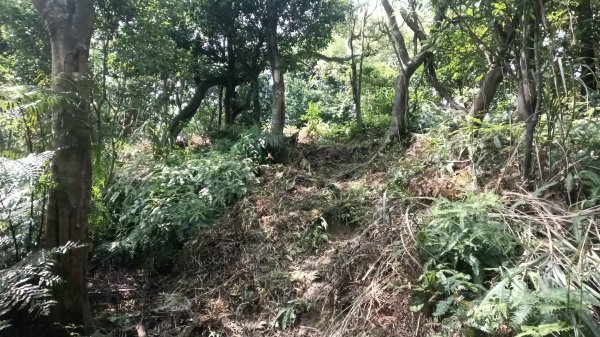 基隆市觀音湖山-東勢坑山-東勢大崙-消墾嶺古道-暖東峽谷步道O型3100580