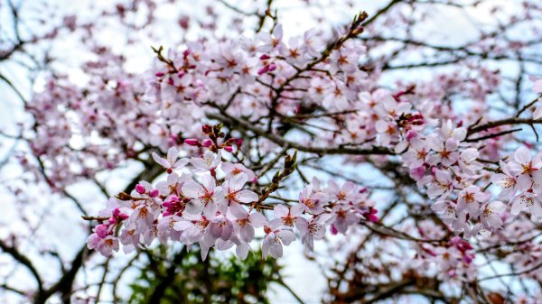 宮崎高千穗峽,愛情十字海3027815