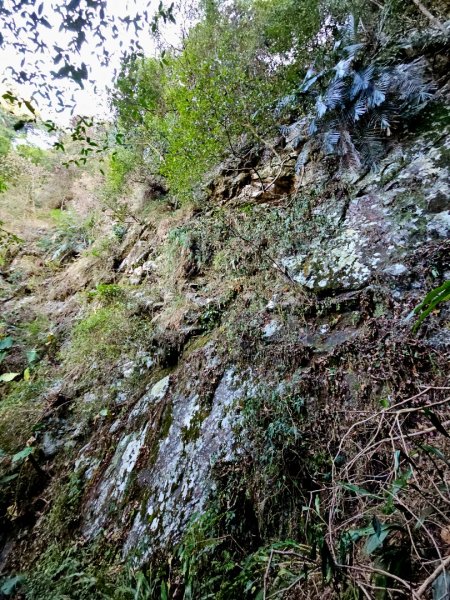 唐麻丹山-谷關七雄(老么)2991574