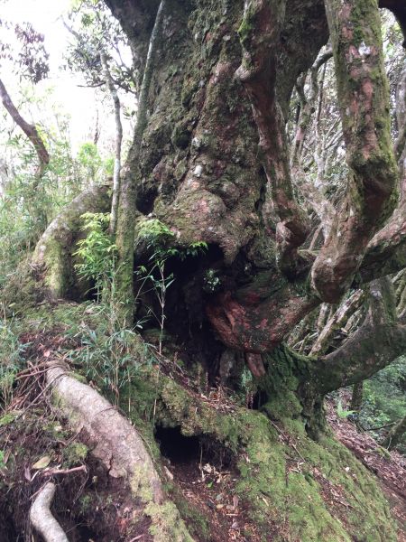 山神獸現身加里山129580