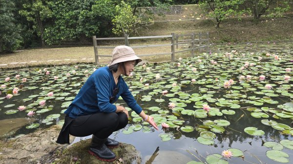 今年最美賞桐花秘境，瑪西賞桐步道，基隆七堵富民親水公園對岸。瑪陵坑溪秘境，台版亞馬遜雨林，苓蘭生態公2782136