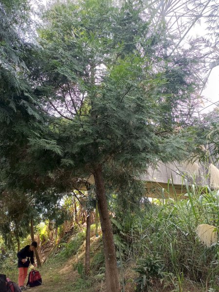 穿霧隘勇線-中三鹿2991743