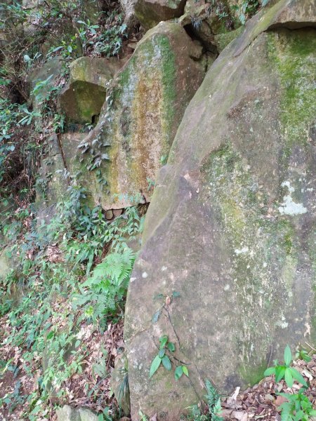 天母水管路步道(天母古道)1099021