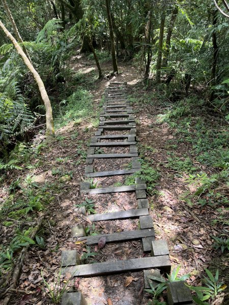 [微笑山線_第十二段] 2025_0803 五分山系_嶺腳寮山2851333