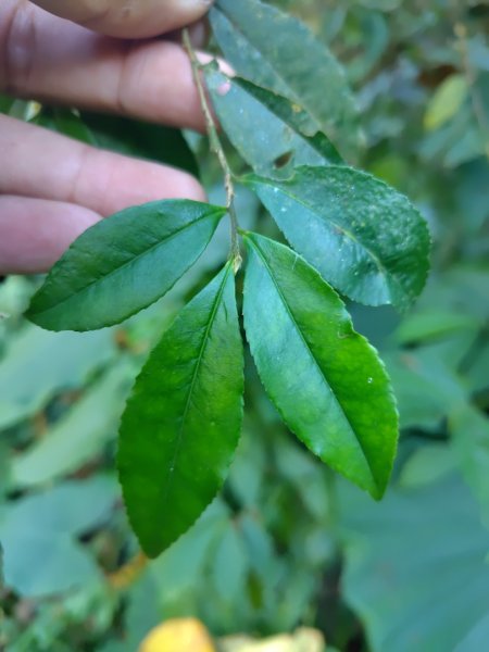 亞麻灣山 日湯真西南峰 亞麻灣山西峰2980016