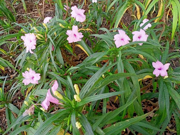 奇花異草的內湖文德三號公園、瑞陽公園【走路趣尋寶，全臺齊步走】1864219