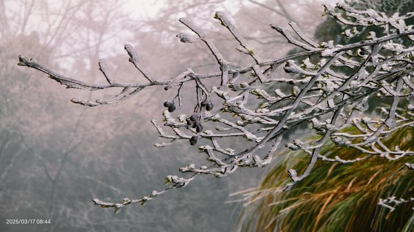 #望洋山 #太平山觀雲步道 #霧淞 #雲海 #帝雉 3/172737653