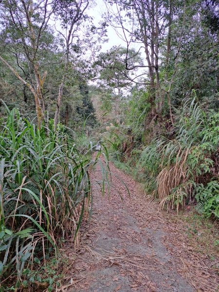 線浸林道四座山(樟湖山、半天窟山、線浸山、馬路麻山)1995478