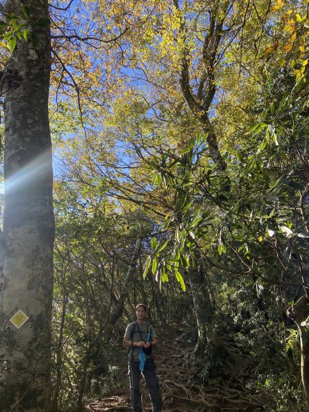 114.11.16 北得拉曼追黃金山毛櫸2937906