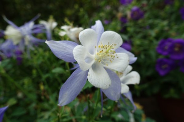 內雙溪自然中心藥用植物園1287952