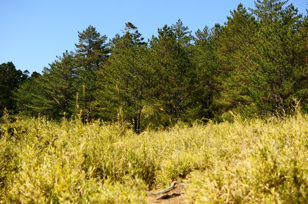 武法奈尾山天巒池872477