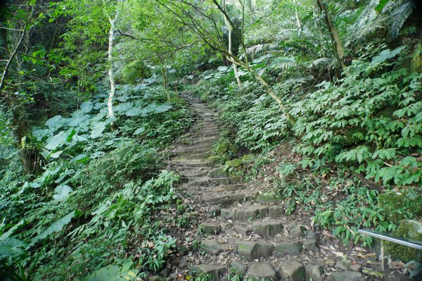 桃園 大溪 新溪洲山、溪洲山、林嵩壽山、內湳溝山、頭寮山3006203