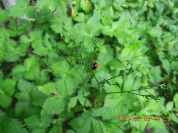 20190609_月扇湖山841492