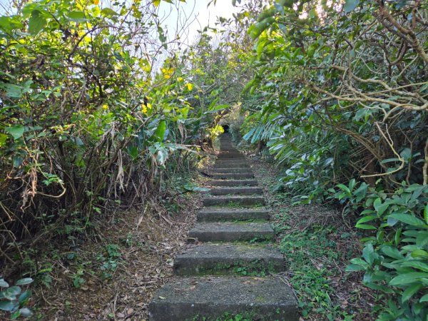 槓子寮砲台、槓子寮山步道（龍崗步道）（小百岳）2701992