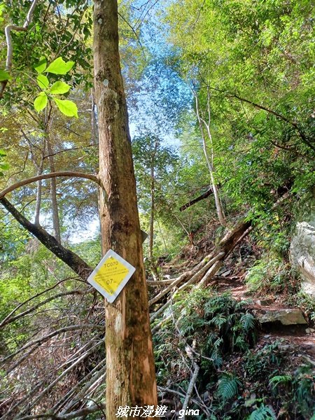 【台中和平】在虐腳的陡上中持續前進。 谷關七雄-八仙山主峰步道2367679