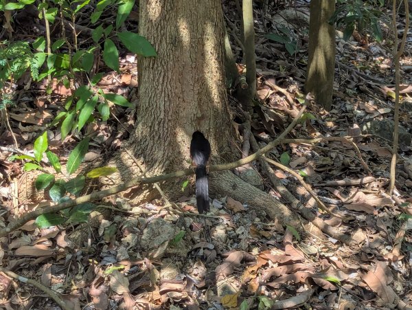 2025.03.25－壽山健走2746388