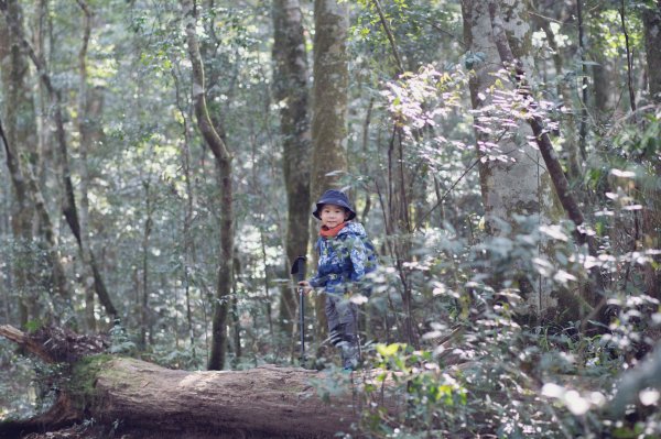 塔曼山 (Mt. Taman)。雲霧中的魔戒森林1331324