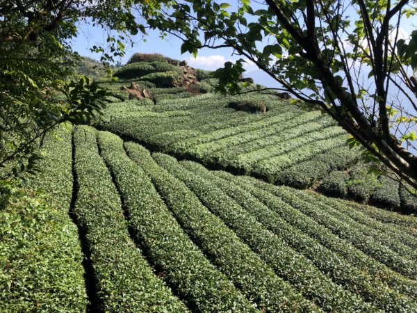 嘉義縣番路鄉二延平山1965535