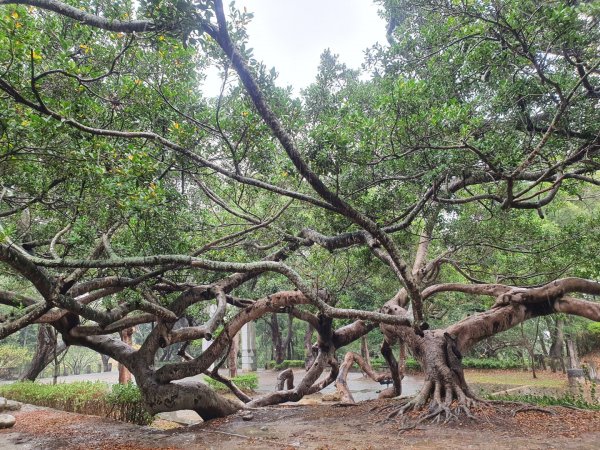 貓貍山公園，功維敘隧道1140937