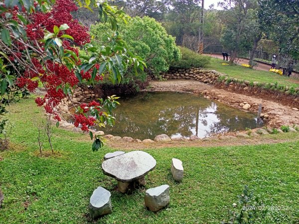 桃園龍潭大北坑休閒農業區觀賞魯冰花海→石門水庫風景區→溪洲公園2442941