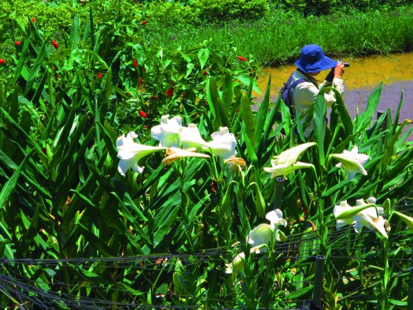搭著捷運去旅行-白石湖賞花輕旅行610469