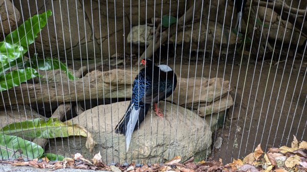 木柵動物園2322098