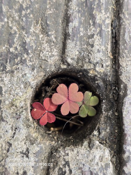 2025-02-27二延平步道2725411