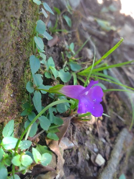 南東眼山連走有勝山2918691