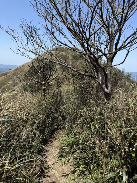 2025/03/21 聖母山莊 抹茶山 三角崙山2935127